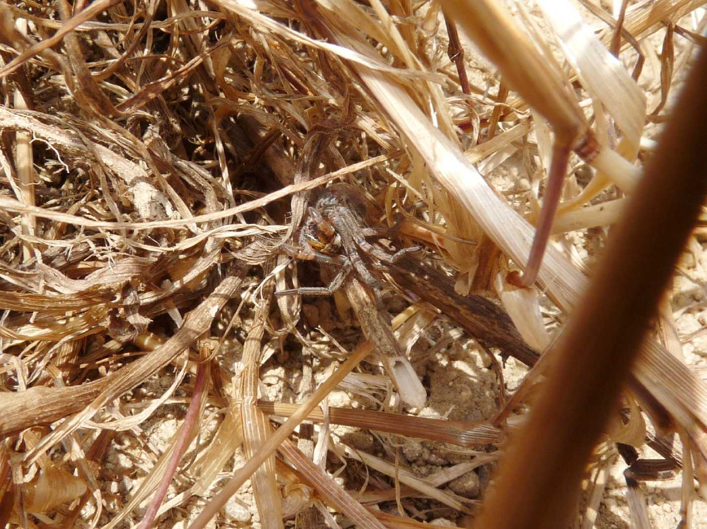 Hogna radiata catturata da un Pompilidae